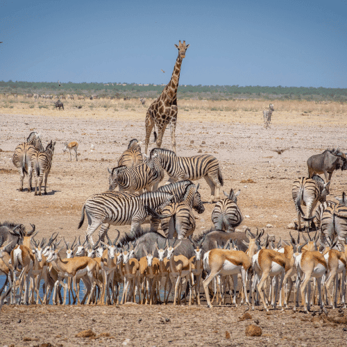 Namibia gallery 3